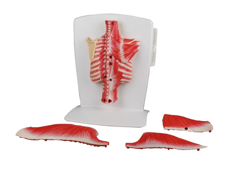 Odoo • Texte et Image