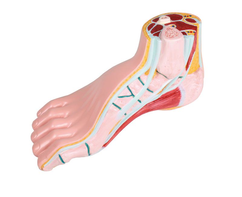 Odoo • Texte et Image