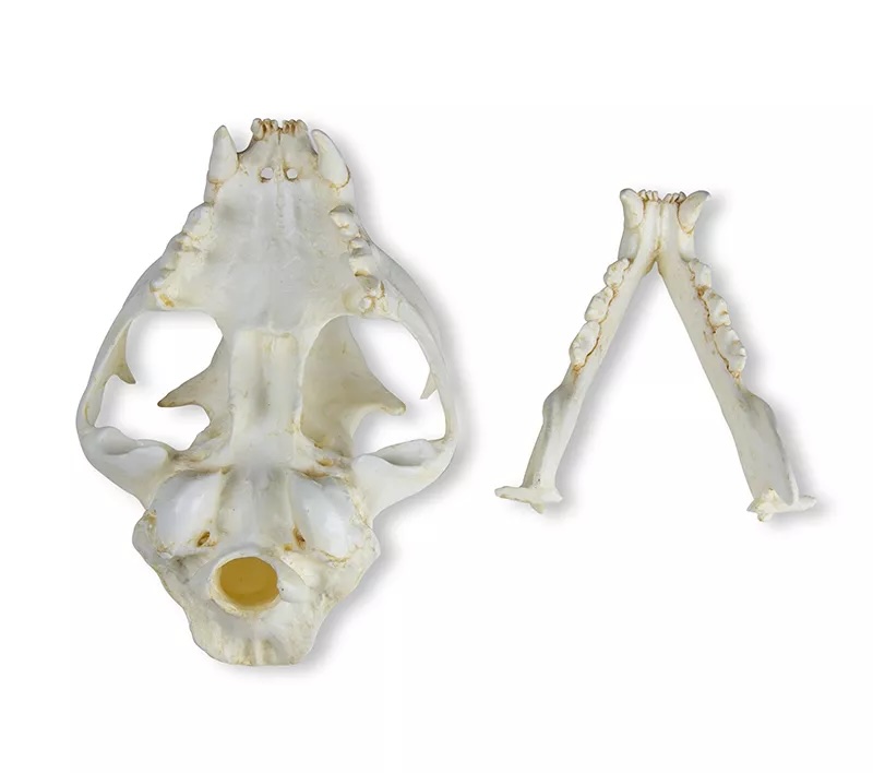 Modèle - Crâne de chat