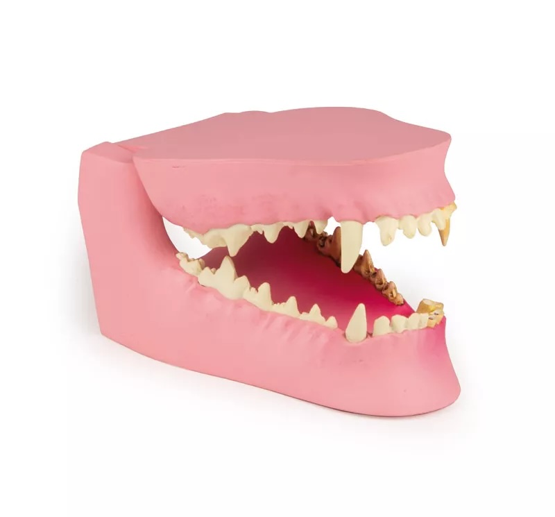 Mâchoire canine saine/malade
