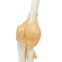 Modèle fonctionnel d'articulation du coude humain avec ligaments, taille réelle
