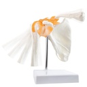 Modèle anatomique - Articulation fonctionnel de l'épaule