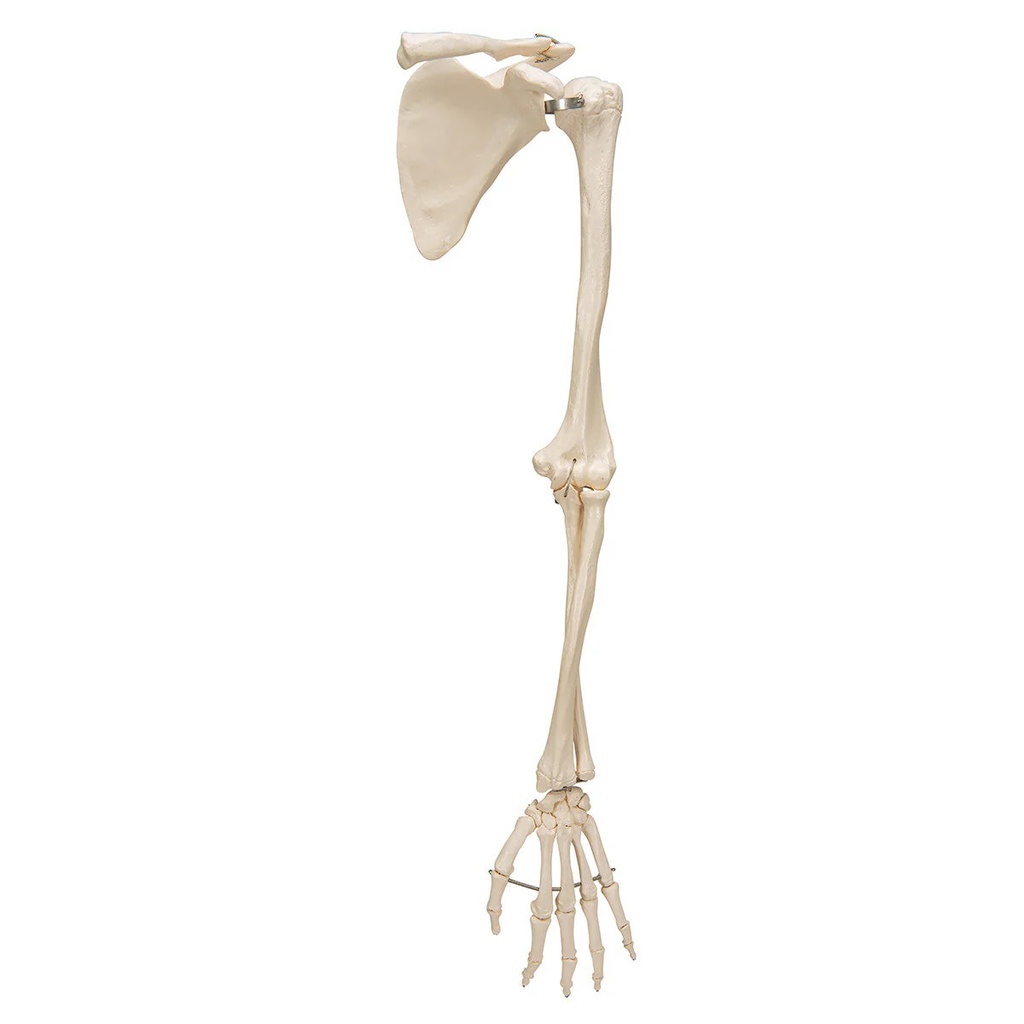Modèle anatomique - Squelette de bras avec ceinture scapulaire