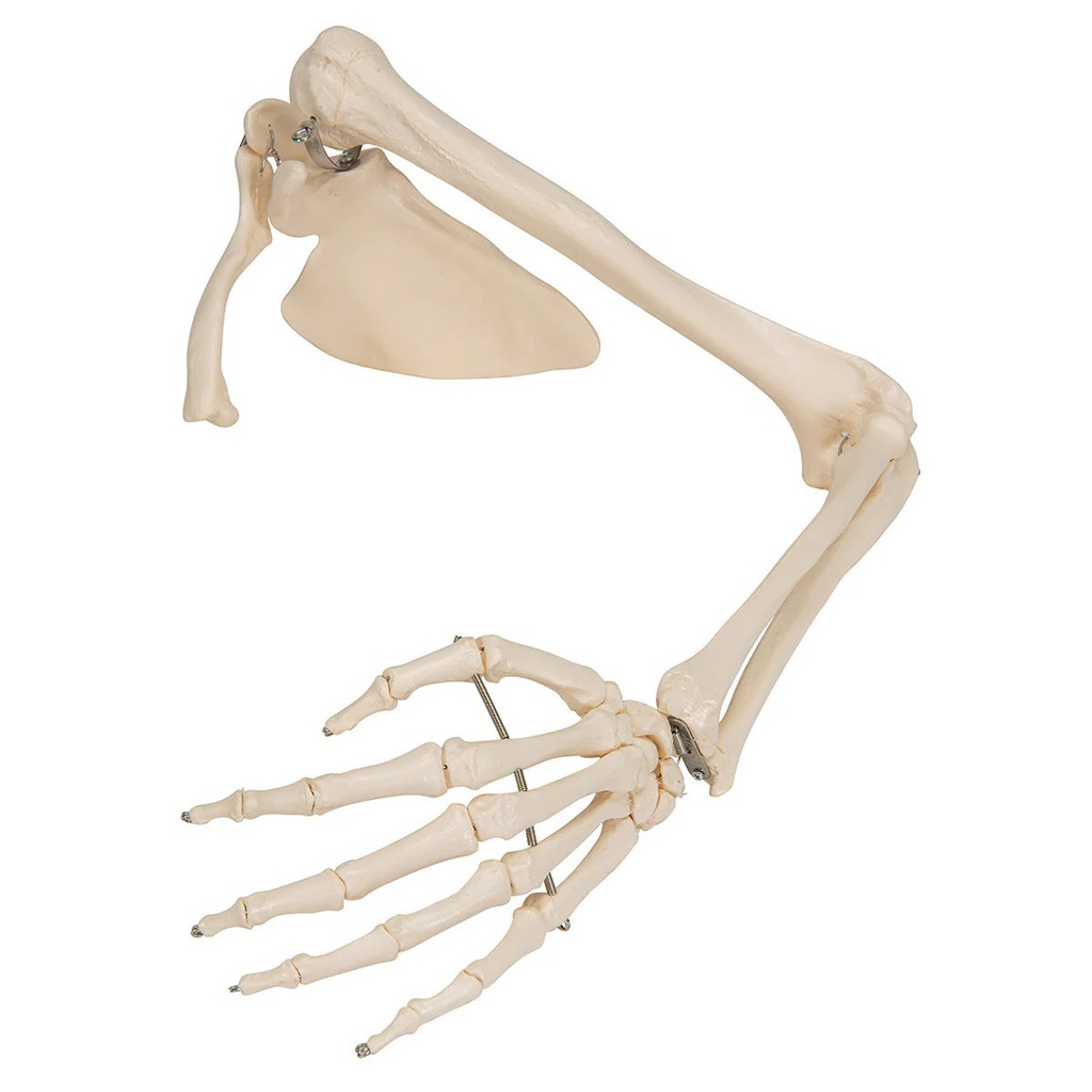 Modèle anatomique - Squelette de bras avec ceinture scapulaire