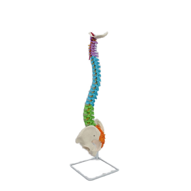 Colonne vertébrale flexible et colorée avec bassin et nerfs - 85 cm