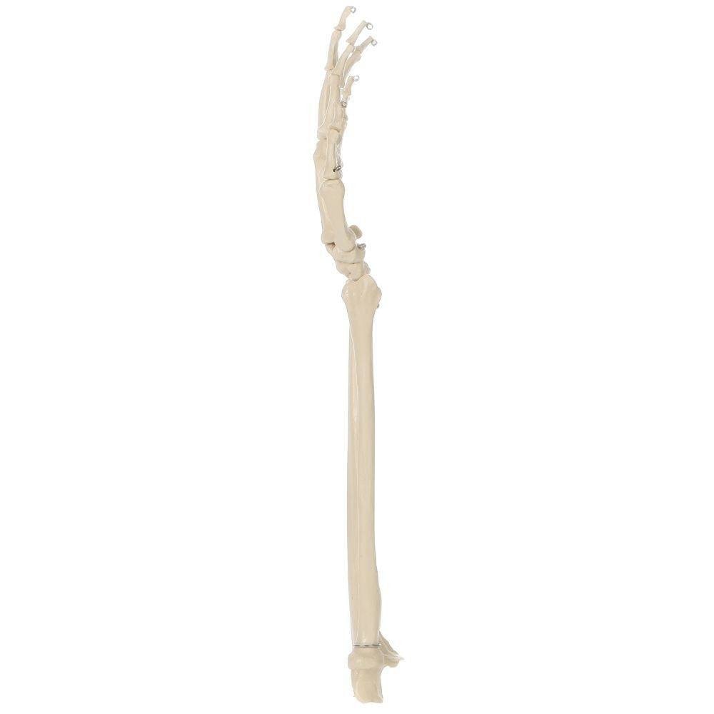 Modèle anatomique - Squelette os de bras humain articulé