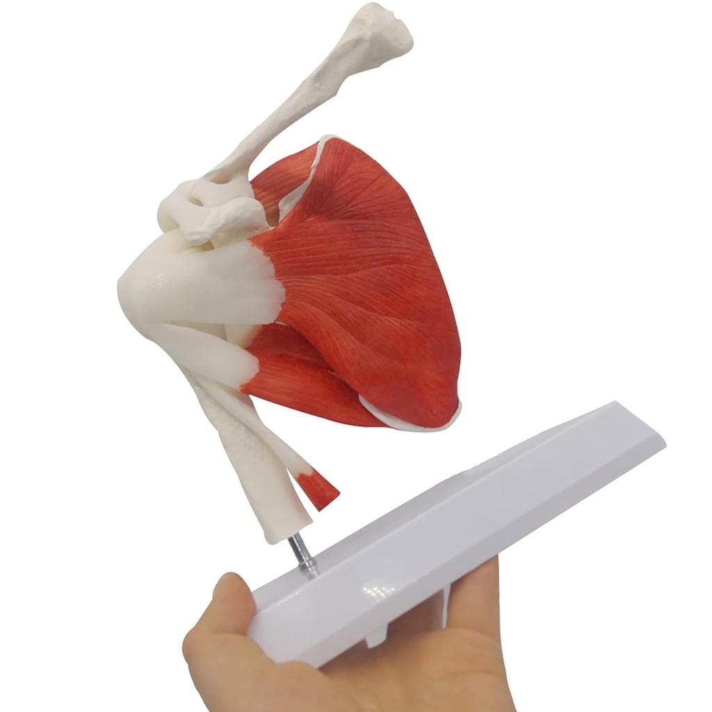 Modèle anatomique - Articulation de l'épaule grandeur nature avec muscles 