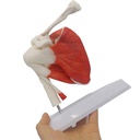 Modèle anatomique - Articulation de l'épaule grandeur nature avec muscles 