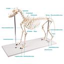 Dog skeleton model "Olaf", life size