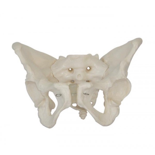 Modèle anatomique - Bassin féminin adulte avec sacrum