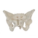 Modèle anatomique - Bassin féminin adulte avec sacrum