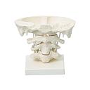 Anatomical model - Head articulations, 2x enlargement with stand - Reg.: 115,00$