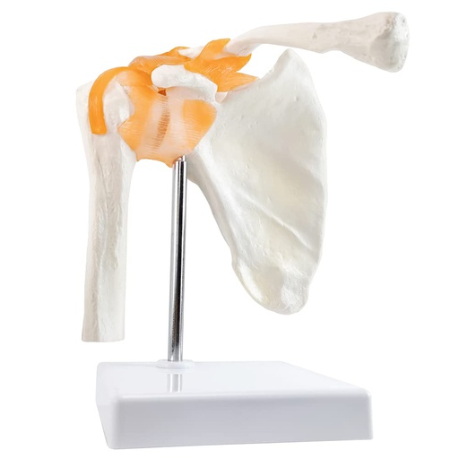 [115-327] Anatomical model - Functional shoulder joint