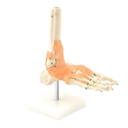 Modèle anatomique - Squelette du pied flexible avec ligaments