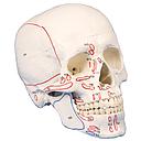 [116-536] Modèle anatomique - Crâne humain avec marquage insertions et origines musculaires - Rég.: 252,00$