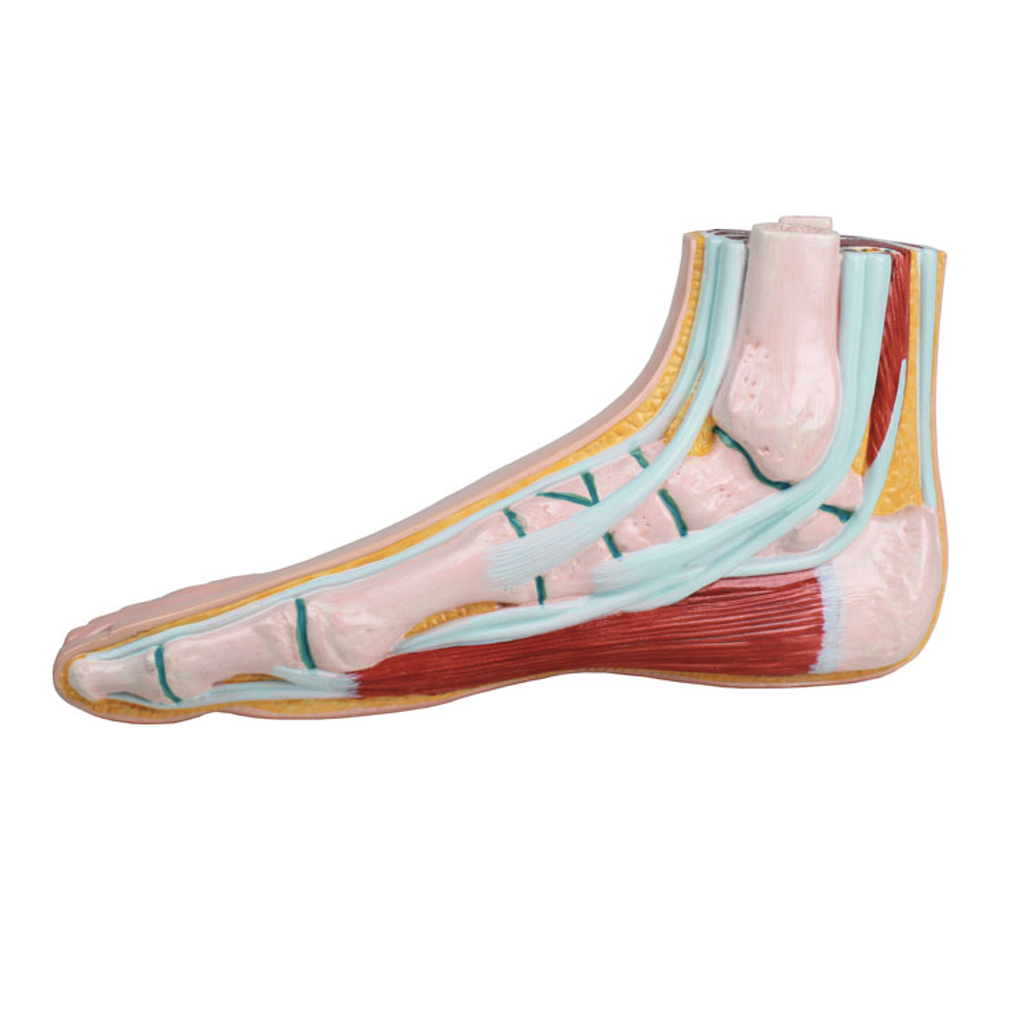 Modèle anatomique - Pieds - Rég.: 127,00$