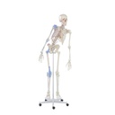 Complete skeleton - 30% already applied