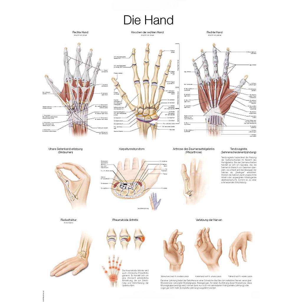 Anatomical charts - English &amp; Latin Reg.: $36.00