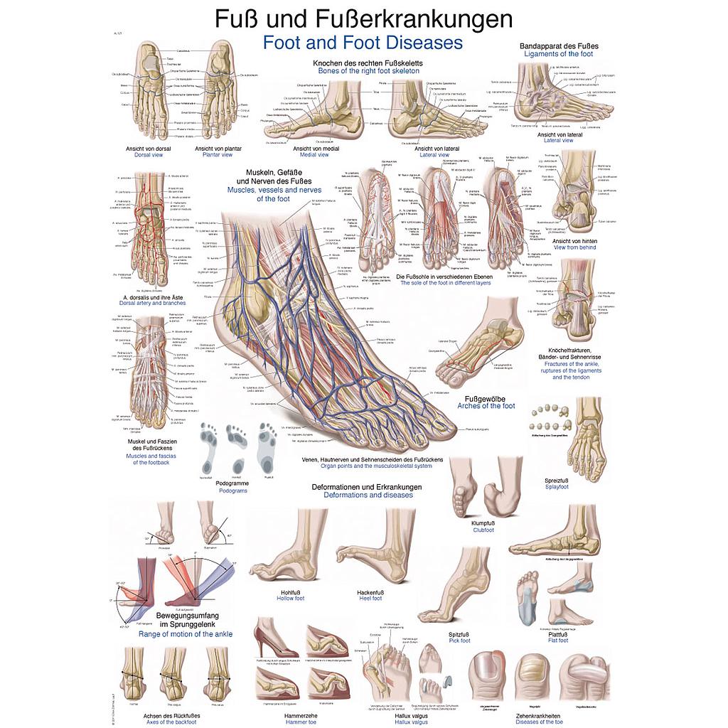 [116-049] Anatomical charts - English &amp; Latin Reg.: $36.00 (The hand)