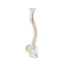 Premium spine with pelvis - Reg.: 450,00$