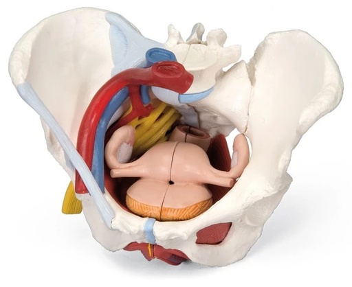 [122-031] Female pelvis with ligaments, vessels, nerves, pelvic floor and organs - 6 pieces 