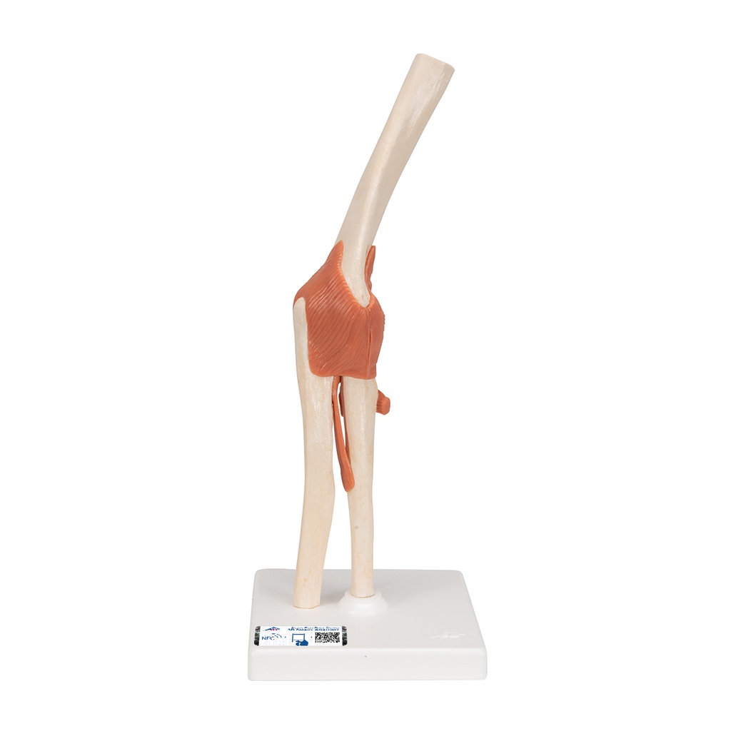 Modèle - Articulation fonctionnel du coude, Deluxe