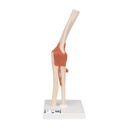 Modèle - Articulation fonctionnel du coude, Deluxe