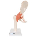 Model - Functional Hip Joint, Deluxe