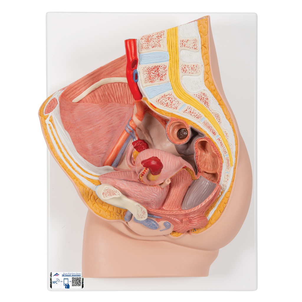 Female pelvis model in median section, 2 part