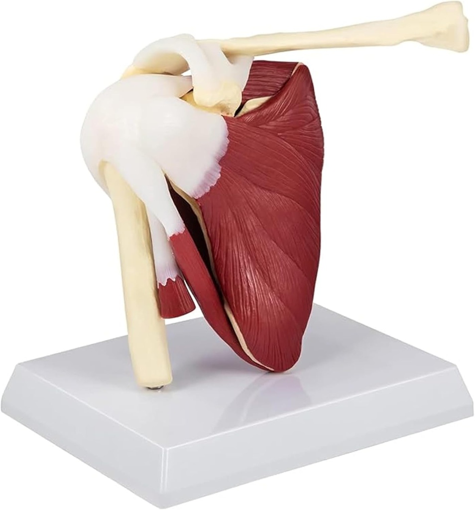 Anatomical Model - Life size shoulder joint with muscles