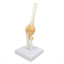Anatomical model - Functional human elbow joint with ligaments