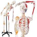 Anatomical model - Skeleton with flexible spine, muscle markings and ligaments