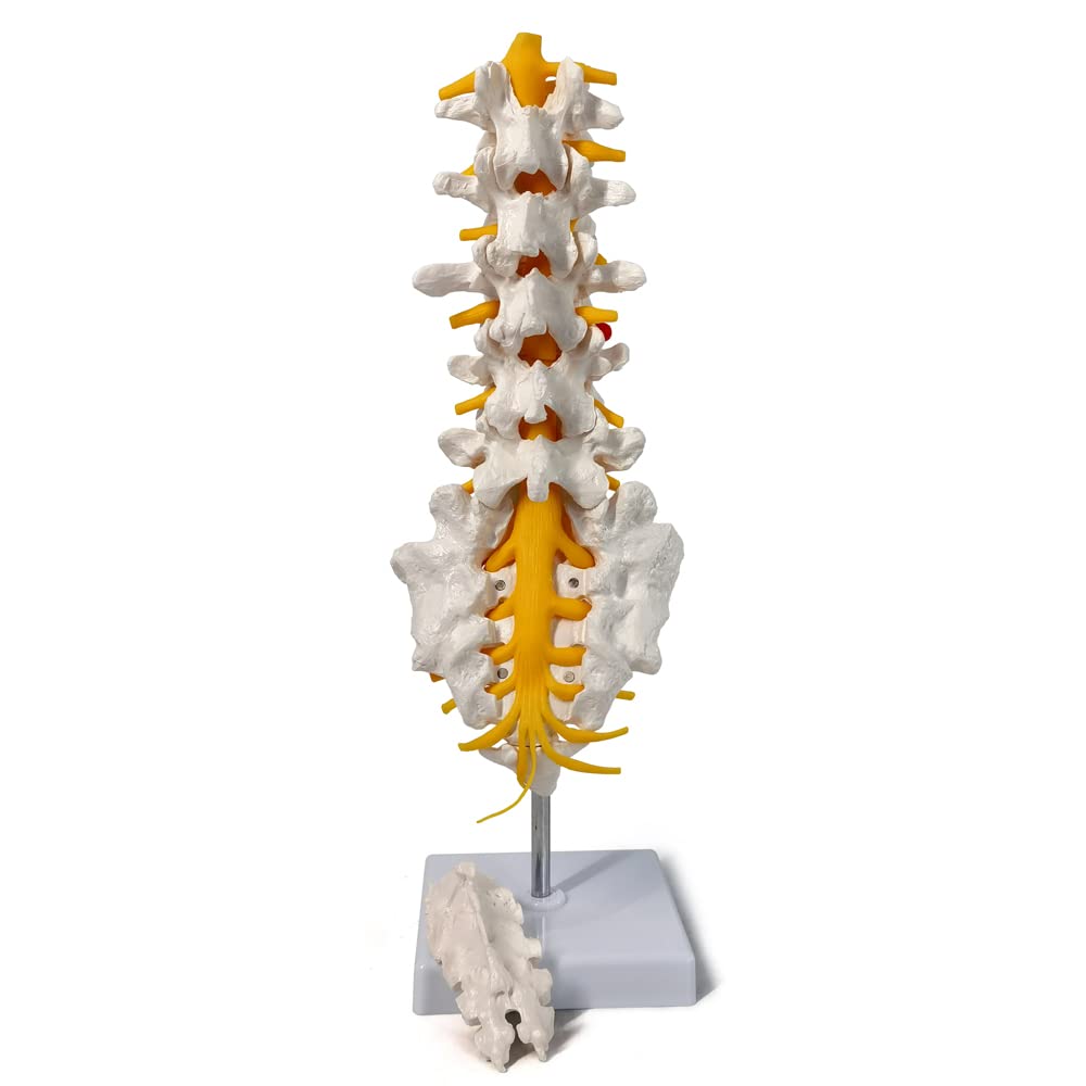 Lumbar model with magnetic mounted Sacrum crest