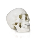 Anatomical model - Human skull in three (3) pieces