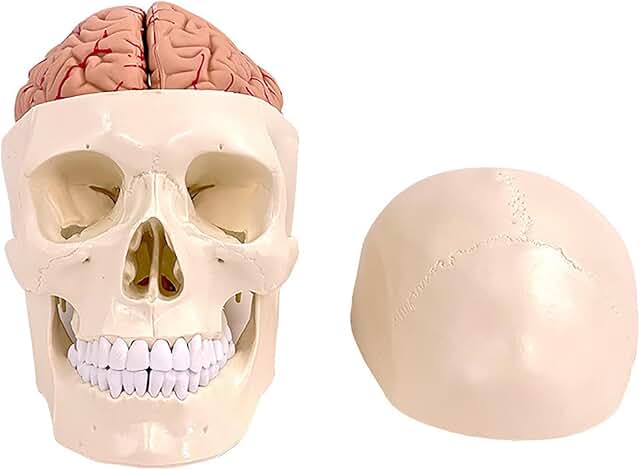 Crâne humain et cerveau - 11 pièces