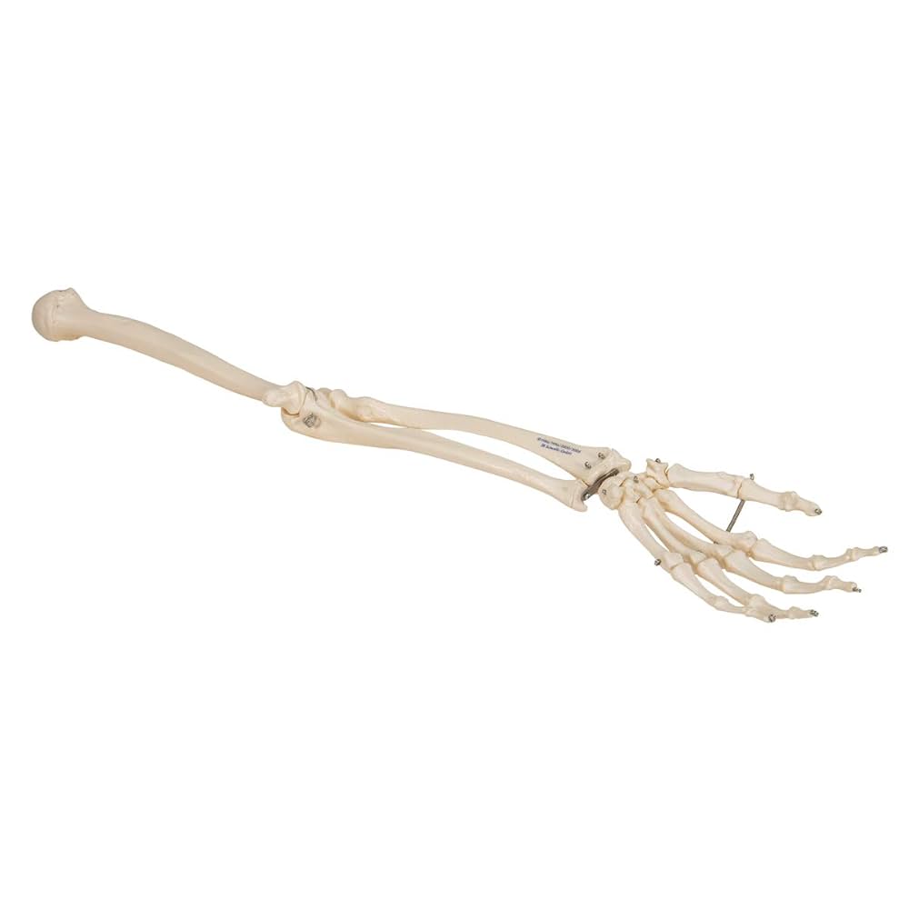 Modèle anatomique - Squelette os de bras humain articulé