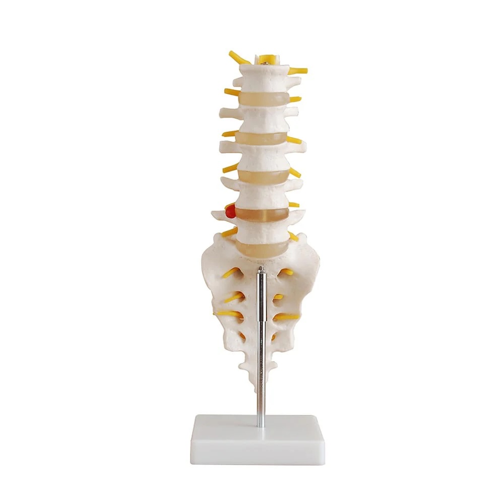Modèle anatomique - Colonne lombaire avec sacrum ouvert