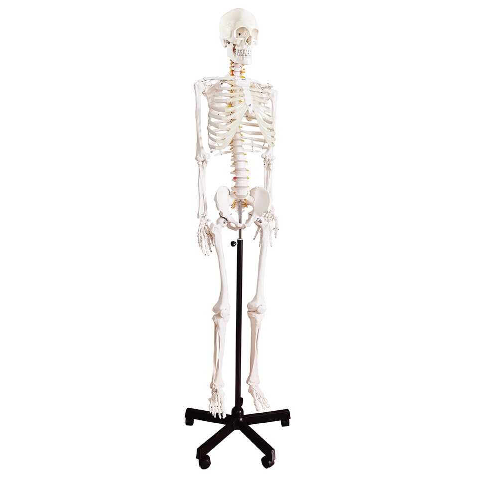 Anatomical model - Basic Skeleton with nerves