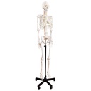 Anatomical model - Basic Skeleton with nerves