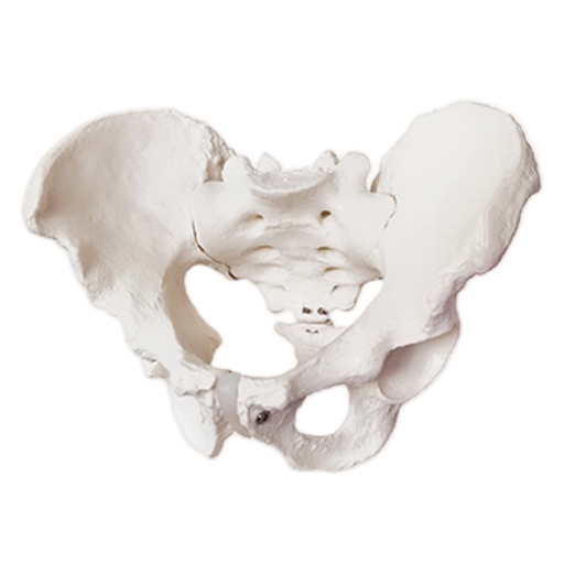 [109-718] Model - Male pelvis with sacrum