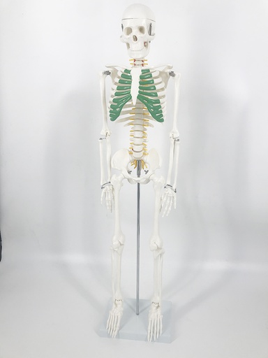[111-495] Atlas budget miniature skeleton