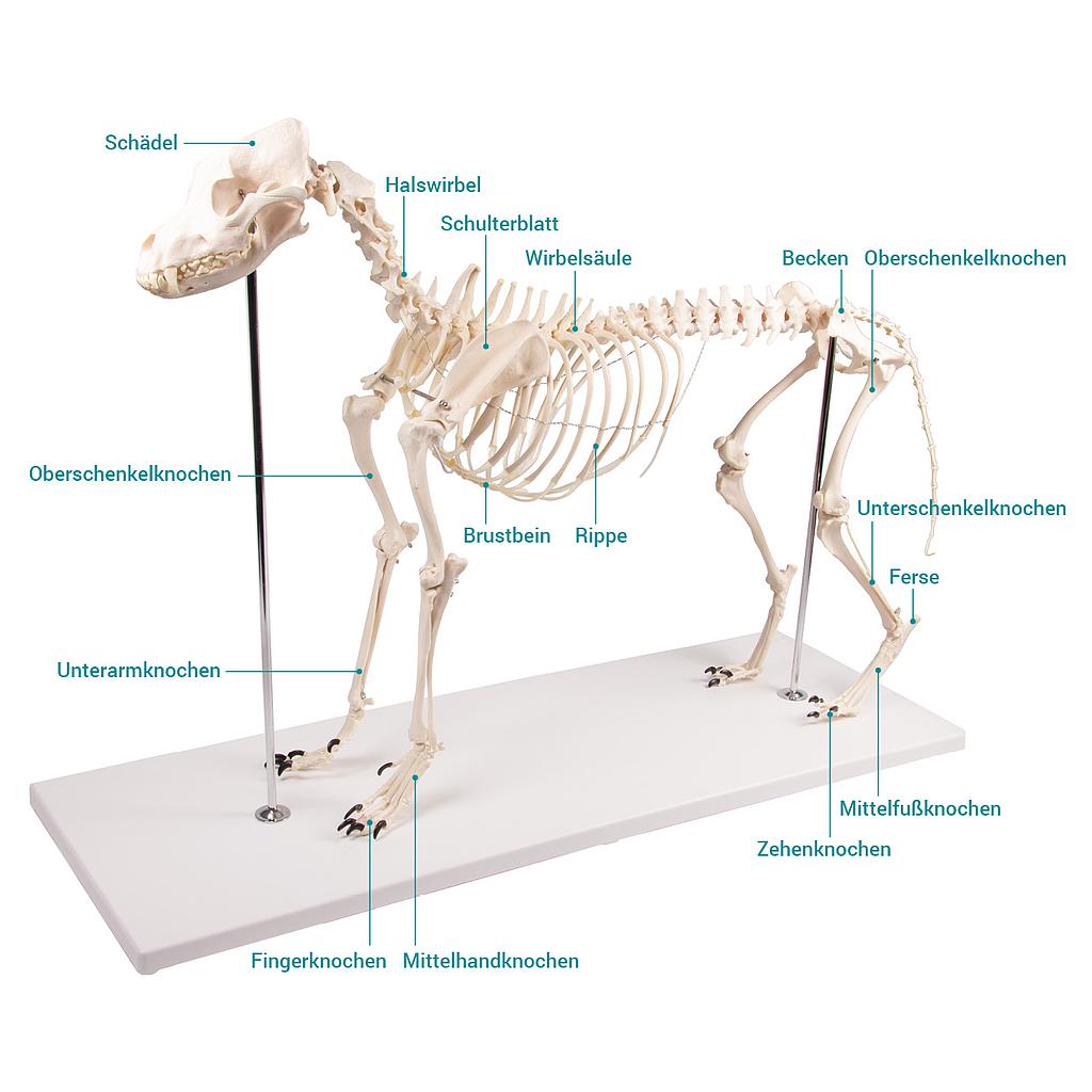 [111-645] Dog skeleton model "Olaf", life size - Reg.: 594,12$