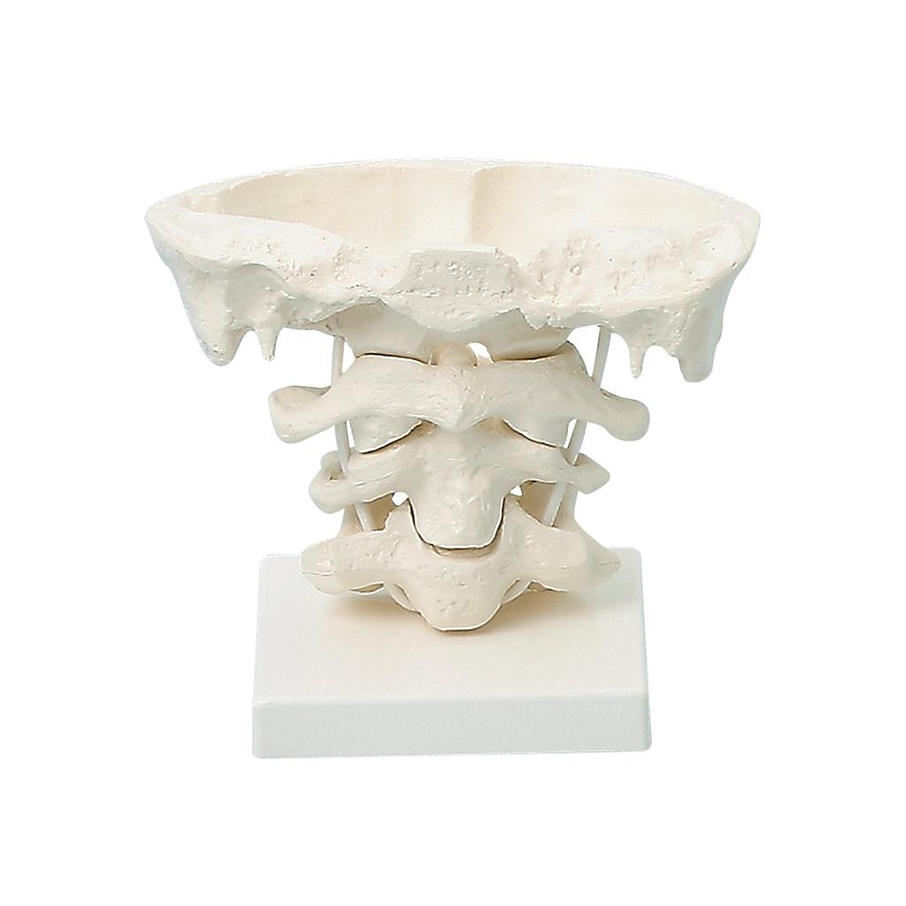 [111-940] Modèle anatomique - Articulations de la tête, 2x agrandissement avec support - Rég.: 115,00$