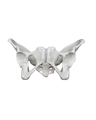 [115-014] Female pelvis with sacrum 