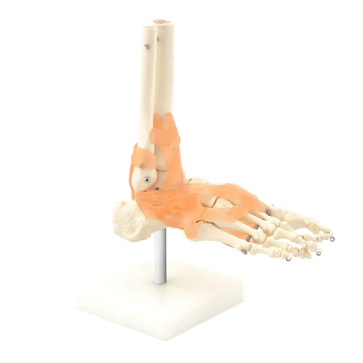 [115-430] Modèle anatomique - Squelette du pied flexible avec ligaments