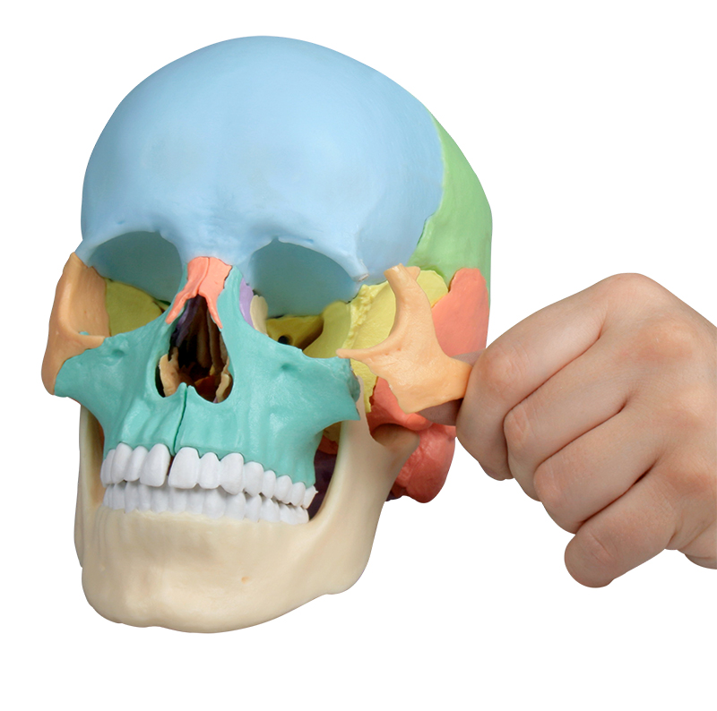 [102-613] Anatomical model - Human skull split into 22 pieces, Beauchêne style