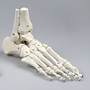[110-258] Flexible foot models - Reg.: 199,95$