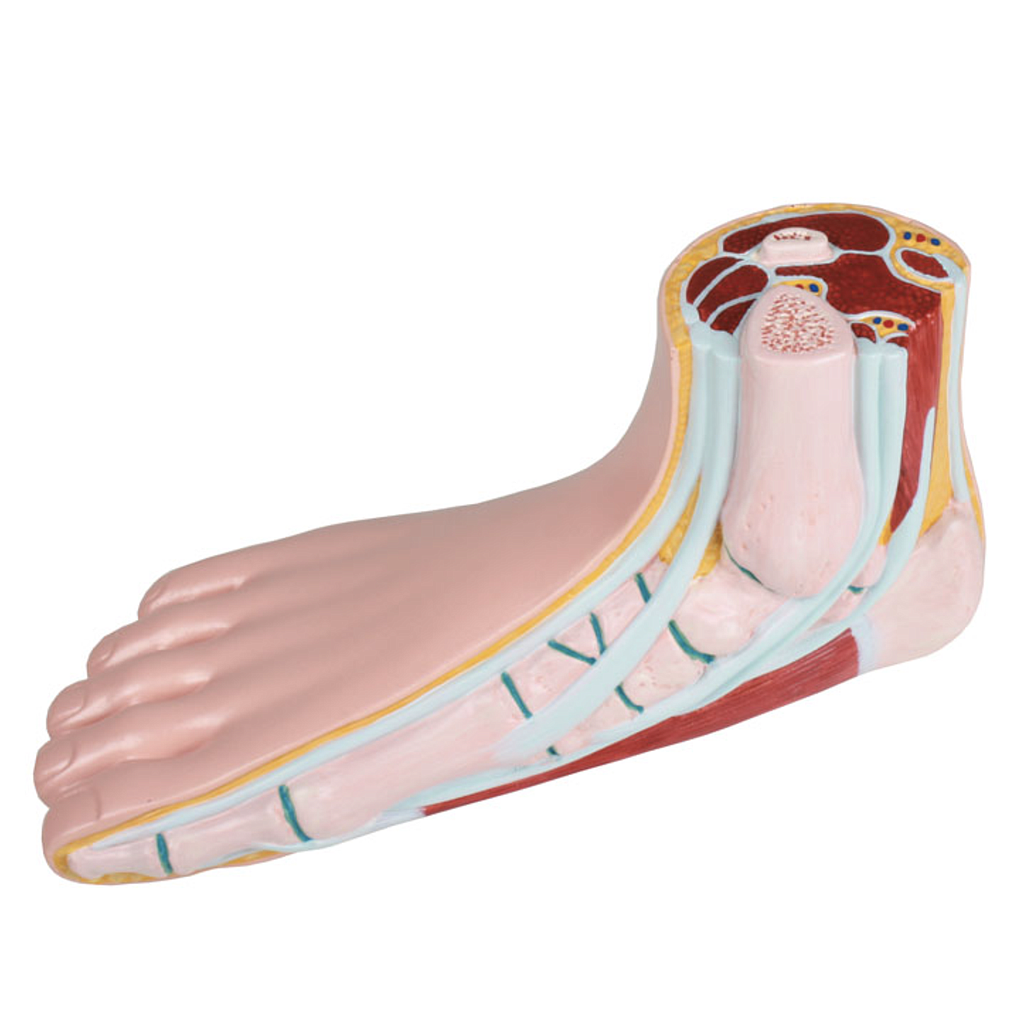 Modèle anatomique - Pieds - Rég.: 127,00$