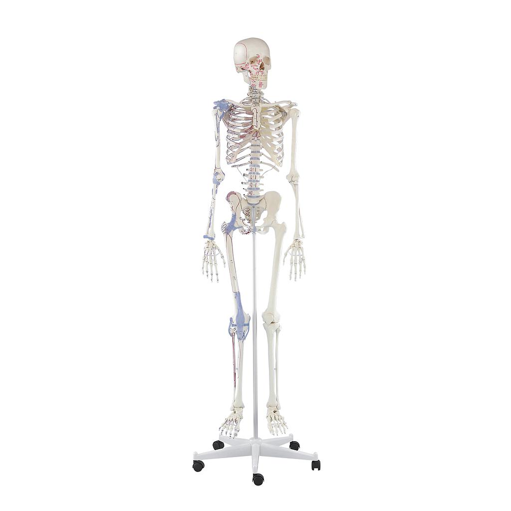 Complete skeleton - 30% already applied