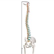 Model - Flexible spine